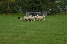 Schotse dagen registraties 29-30/08/2015