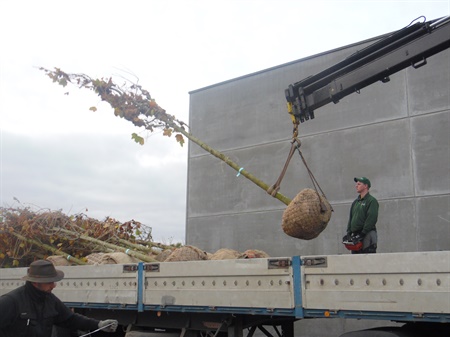 volgende fase aanplanting 16 bomen