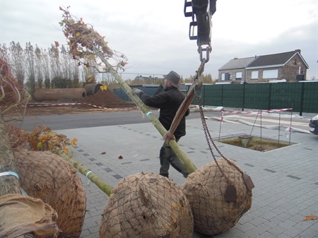 Volgende fase aanplanting 16 bomen