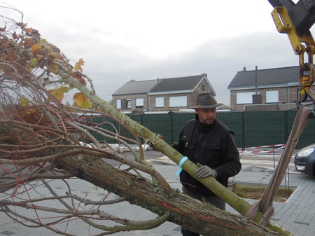 Volgende fase aanplanting 16 bomen